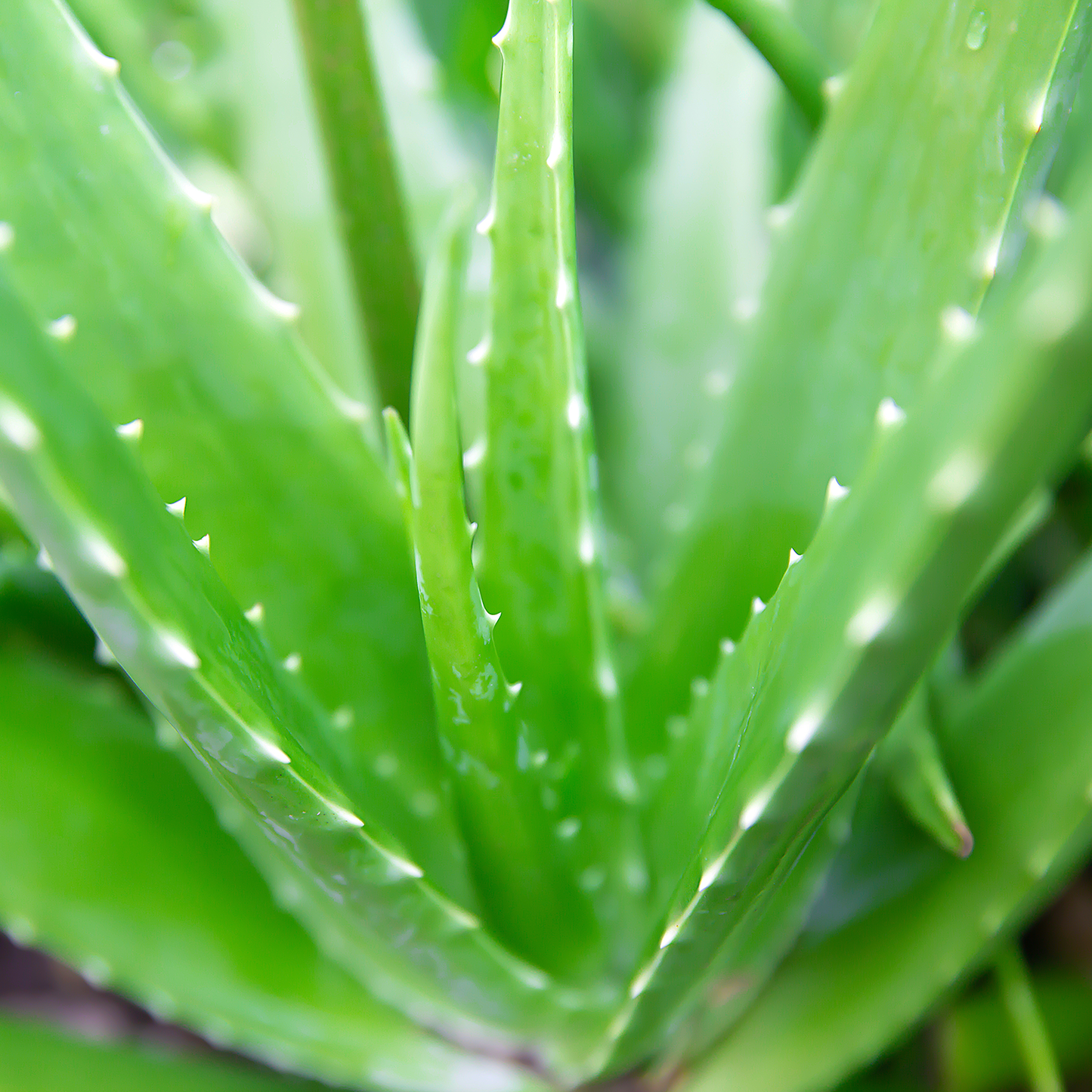 Profumatori per ambienti diffusori di pulito GREEN ALOE