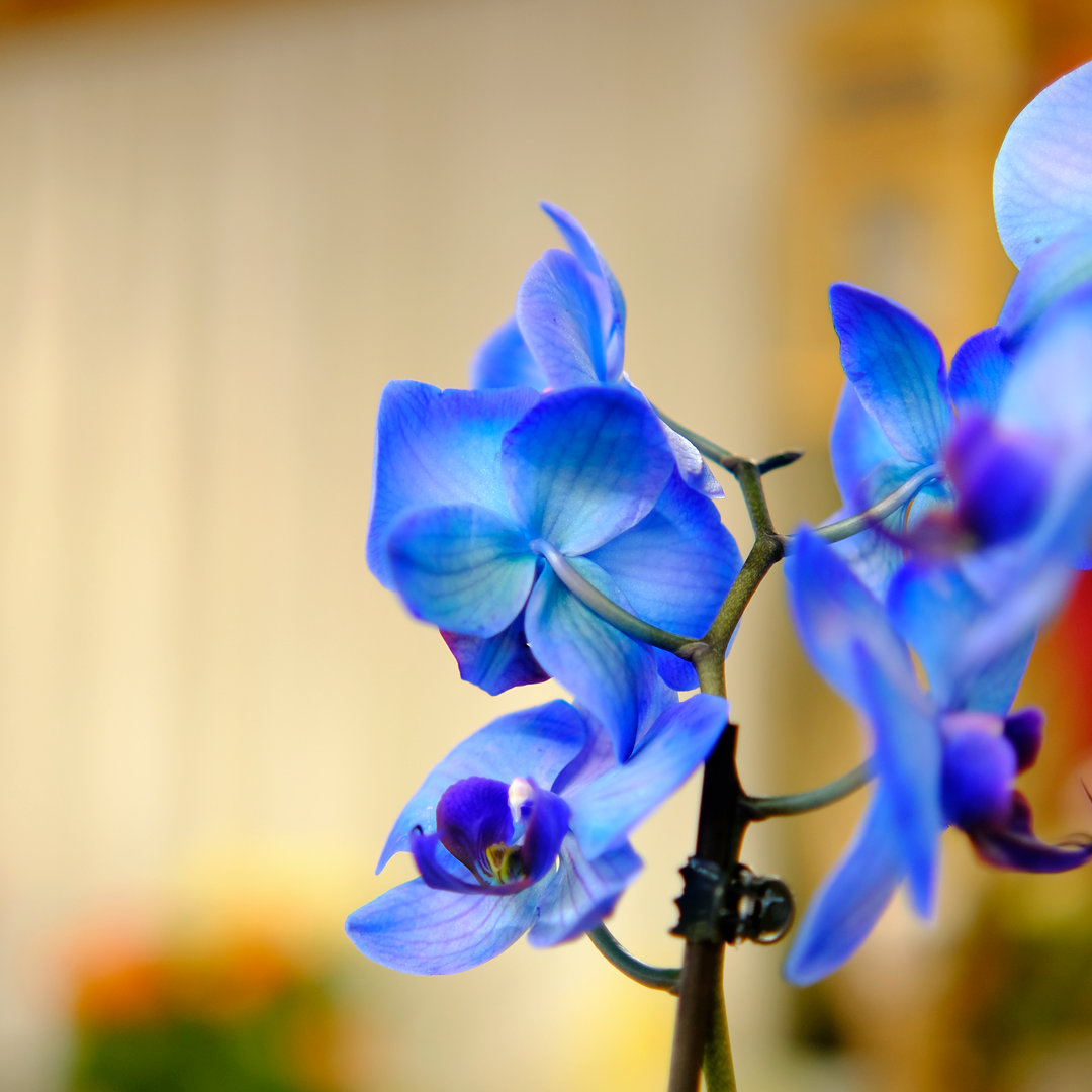 Composizioni di Piante Spedizione solo Locale (20 km)