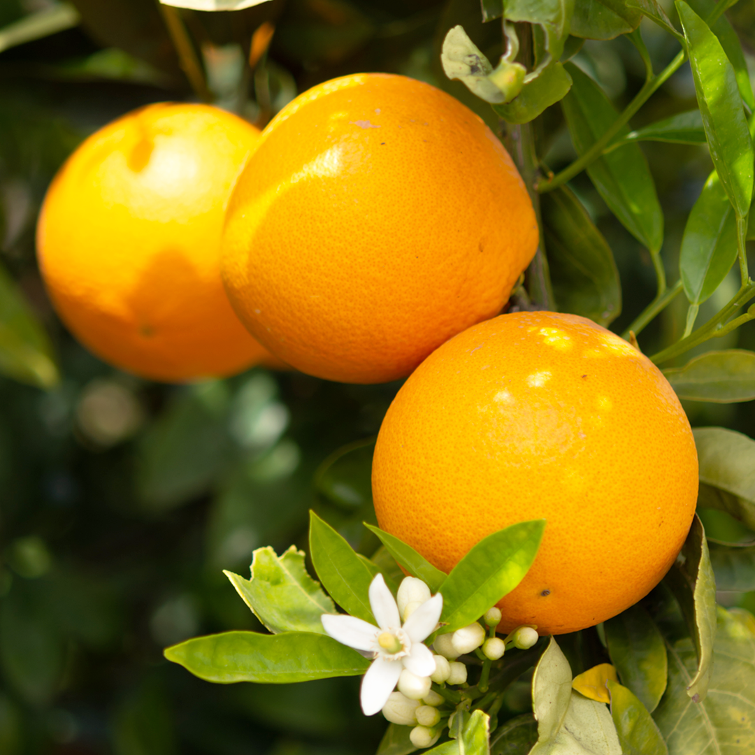 Olio d'arancia bio concentrato