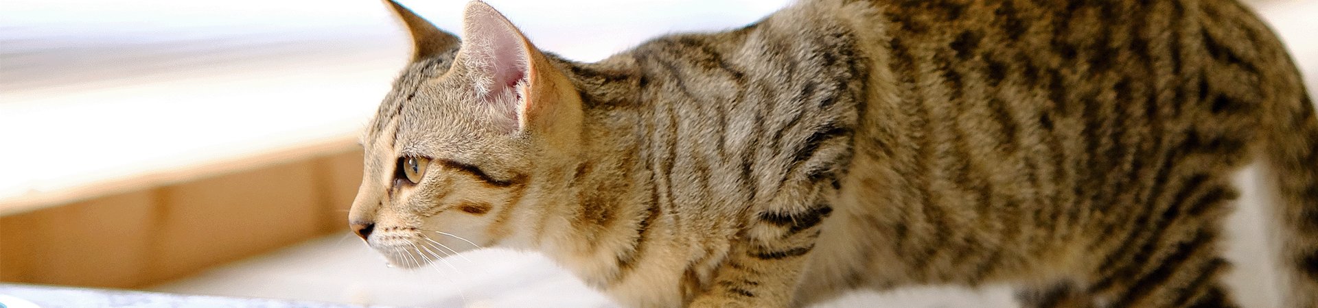 GATTI