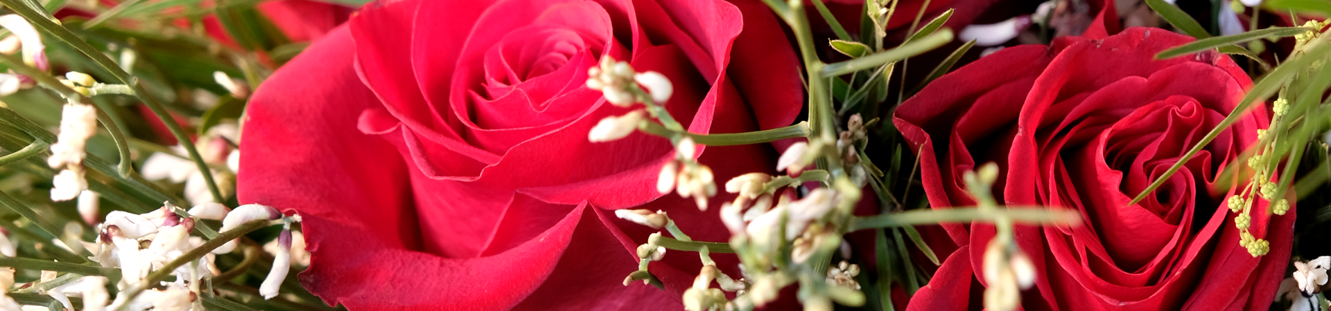 Promozioni Piante e Fiori